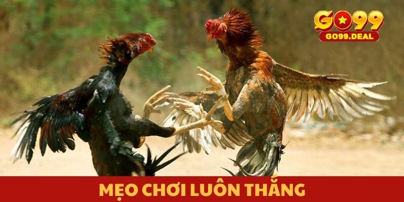 Mẹo chơi luôn thắng