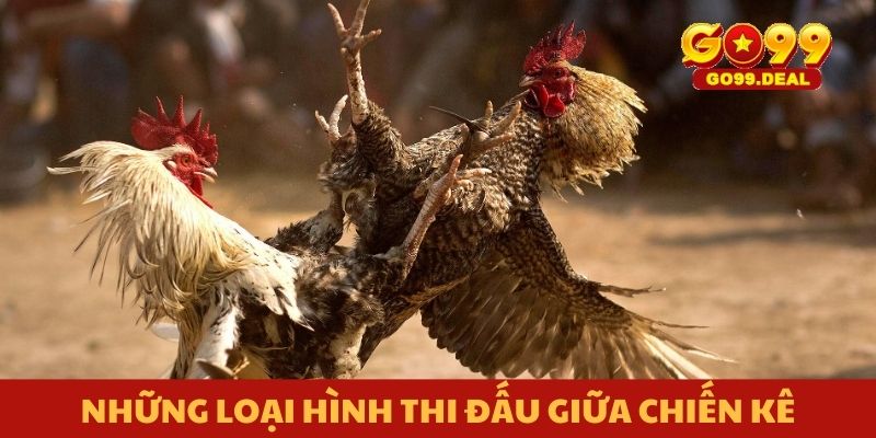 Những loại hình thi đấu giữa chiến kê