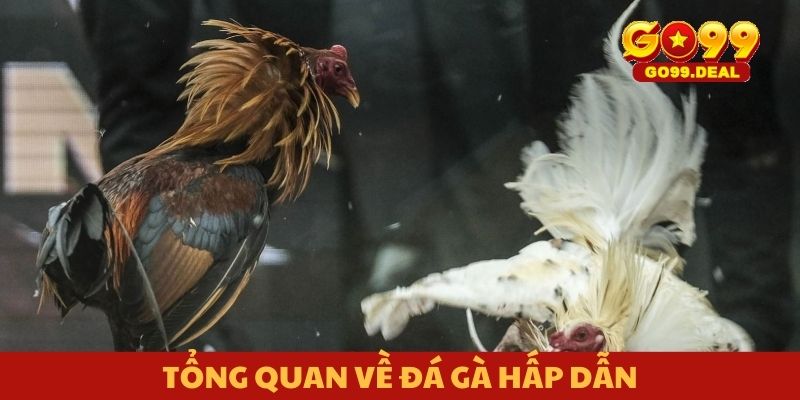 Tổng quan về đá gà hấp dẫn